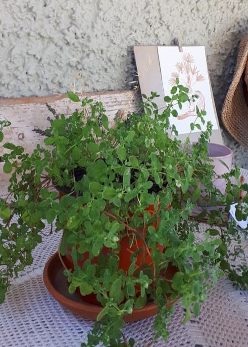 Untitled (Plant, illustration, and ceramic cup): A work-in-progress view of a fine-line cat illustration resting against the studio wall next to a small green plant and a ceramic cup
